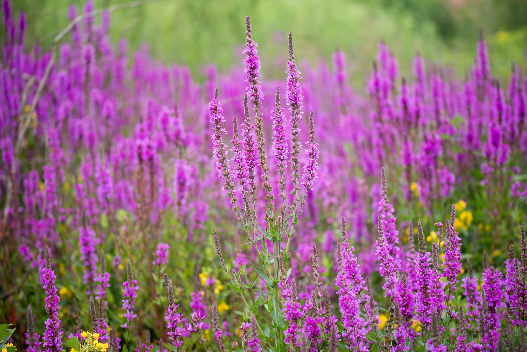 Purple Loostrife – New Hampshire Invasive Species